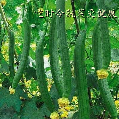 北京食堂承包公司告訴你吃時(shí)令蔬菜的好處