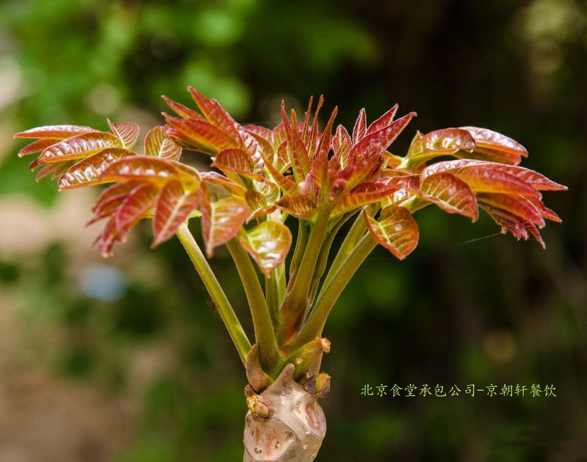 北京食堂承包告訴你香椿芽的功效與作用